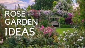 Expert Tips for a Gorgeous Garden! Choosing Roses: Arches, Pergolas, Fences, Obelisks...