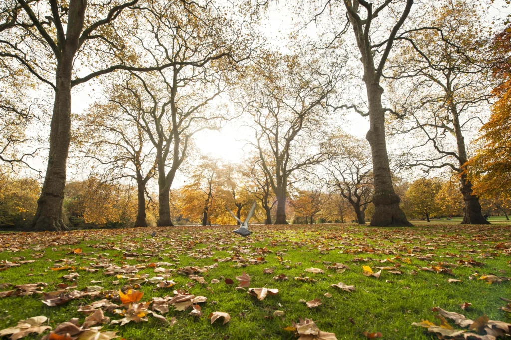 London's Royal Parks